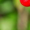 Ilex verticillata 'Firestorm', fruit