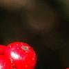 Ilex verticillata 'Firestorm', fruit