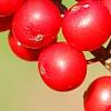 Ilex verticillata 'Oosterwijk', fruit