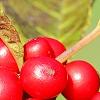 Ilex verticillata 'Oosterwijk', fruit
