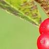 Ilex verticillata 'Oosterwijk', fruit