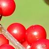 Ilex verticillata 'Oosterwijk', fruit