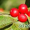 Ilex verticillata 'Oosterwijk', fruit