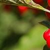 Ilex verticillata 'Oosterwijk', fruit