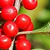 Ilex verticillata 'Oosterwijk', fruit
