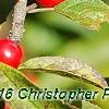 Ilex verticillata 'Oosterwijk', fruit