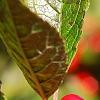 Ilex verticillata 'Oosterwijk', fruit