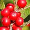 Ilex verticillata 'Oosterwijk', fruit
