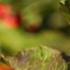 Ilex verticillata 'Oosterwijk', fruit