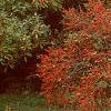 Ilex verticillata 'Red Sprite', habit