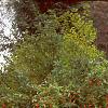 Ilex verticillata 'Red Sprite', habit