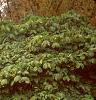 Ilex verticillata 'Red Sprite', habit