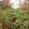 Ilex verticillata 'Red Sprite', habit