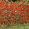 Ilex verticillata 'Red Sprite', habit