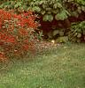 Ilex verticillata 'Red Sprite', habit