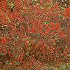 Ilex verticillata 'Red Sprite', habit