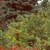 Ilex verticillata 'Red Sprite', habit