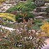 Ilex verticillata 'Red Sprite', habit