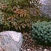 Ilex verticillata 'Red Sprite', habit