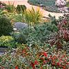 Ilex verticillata 'Red Sprite', habit