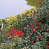 Ilex verticillata 'Red Sprite', habit