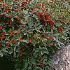 Ilex verticillata 'Red Sprite', habit