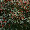 Ilex verticillata 'Red Sprite', habit