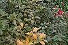 Ilex verticillata 'Red Sprite', habit