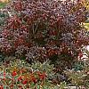 Ilex verticillata 'Red Sprite', habit