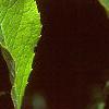 Ilex verticillata 'Red Sprite', fruit