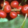 Ilex verticillata 'Red Sprite', fruit
