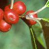 Ilex verticillata 'Red Sprite', fruit