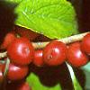 Ilex verticillata 'Red Sprite', fruit