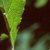 Ilex verticillata 'Red Sprite', fruit