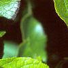 Ilex verticillata 'Red Sprite', fruit