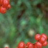 Ilex verticillata 'Red Sprite', fruit
