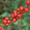 Ilex verticillata 'Red Sprite', fruit