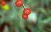 Ilex verticillata 'Red Sprite', fruit
