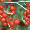 Ilex verticillata 'Red Sprite', fruit