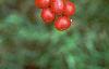 Ilex verticillata 'Red Sprite', fruit