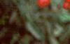 Ilex verticillata 'Red Sprite', fruit