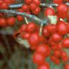 Ilex verticillata 'Red Sprite', fruit