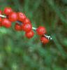 Ilex verticillata 'Red Sprite', fruit