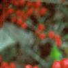 Ilex verticillata 'Red Sprite', fruit