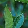 Ilex vertcillata 'Shortcake', fruit