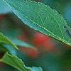 Ilex vertcillata 'Shortcake', fruit