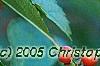 Ilex vertcillata 'Shortcake', fruit