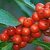 Ilex vertcillata 'Shortcake', fruit