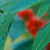 Ilex vertcillata 'Shortcake', fruit