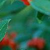 Ilex vertcillata 'Shortcake', fruit